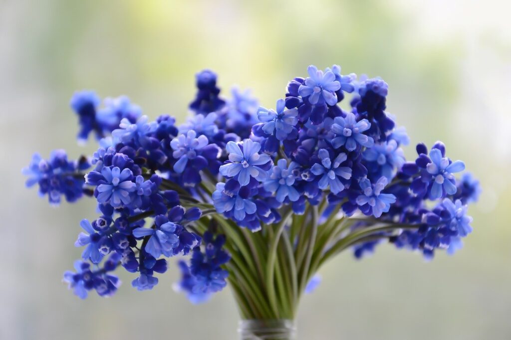 flowers, bouquet, blue